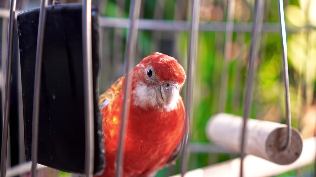 Sun conure parrot in a cage with greenery on the background. Domestic bird. Close up