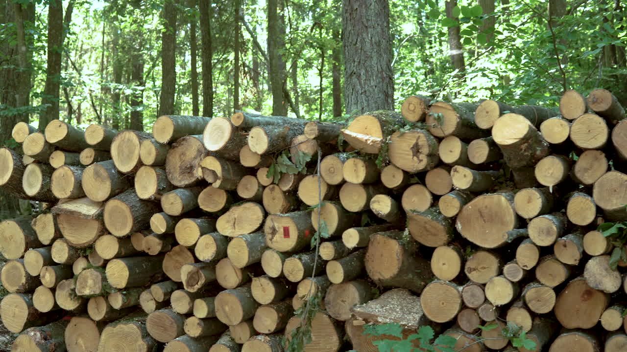 Pile Of Fresh Pine Tree Logs At The Forest During Winter Time In Koleczkowo, Poland. - Panning Shot