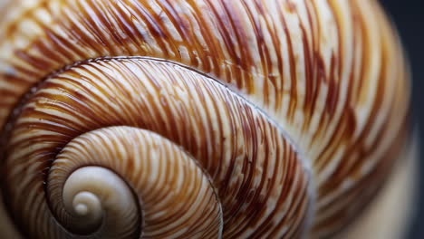 close-up of a snail shell's spiral pattern