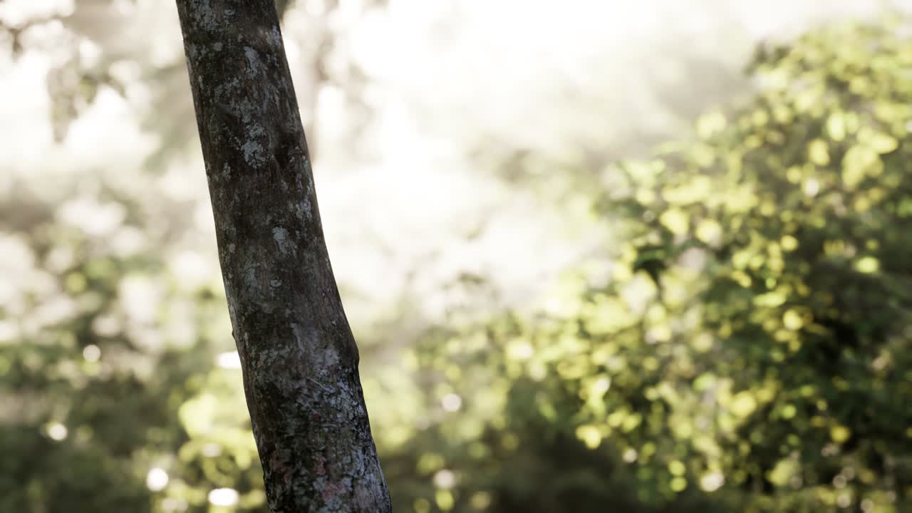 ⁇ 빛 은 안개 가 가득 한 숲 의 나무 들 을 통해  ⁇ 아져 나온다