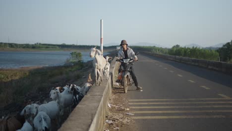 farmer riding motorbike with goats on road near dam