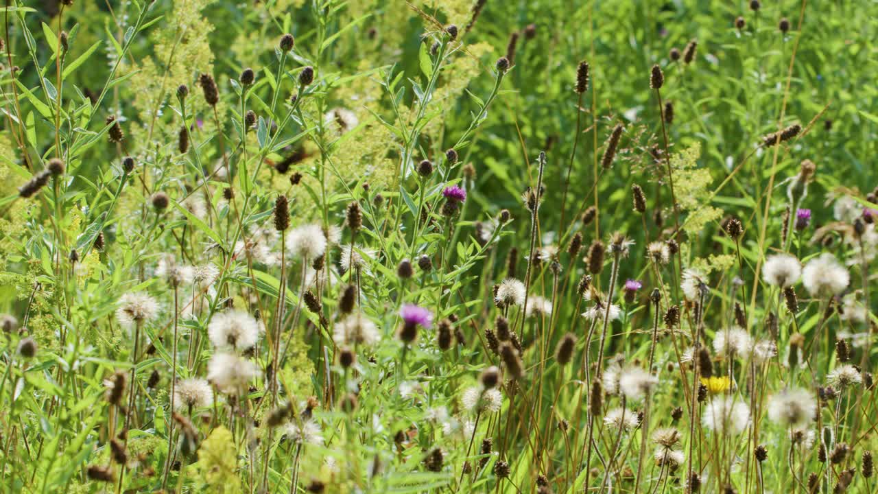 Camera slowly pans over wildflowers, grasses, and insects in a sunlit summer meadow