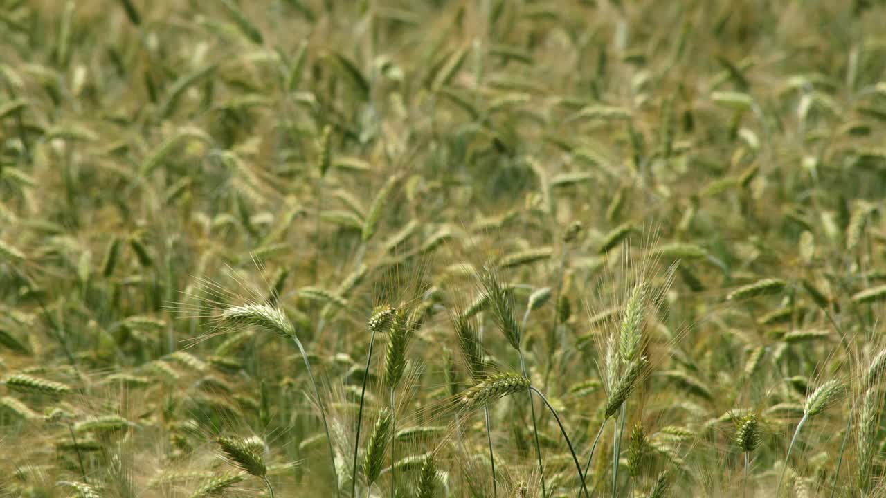 cámara lenta de una ligera brisa que golpea un vibrante campo de trigo