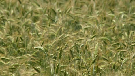 Slow-motion-of-a-light-breeze-hitting-a-full-vibrant-field-of-wheat