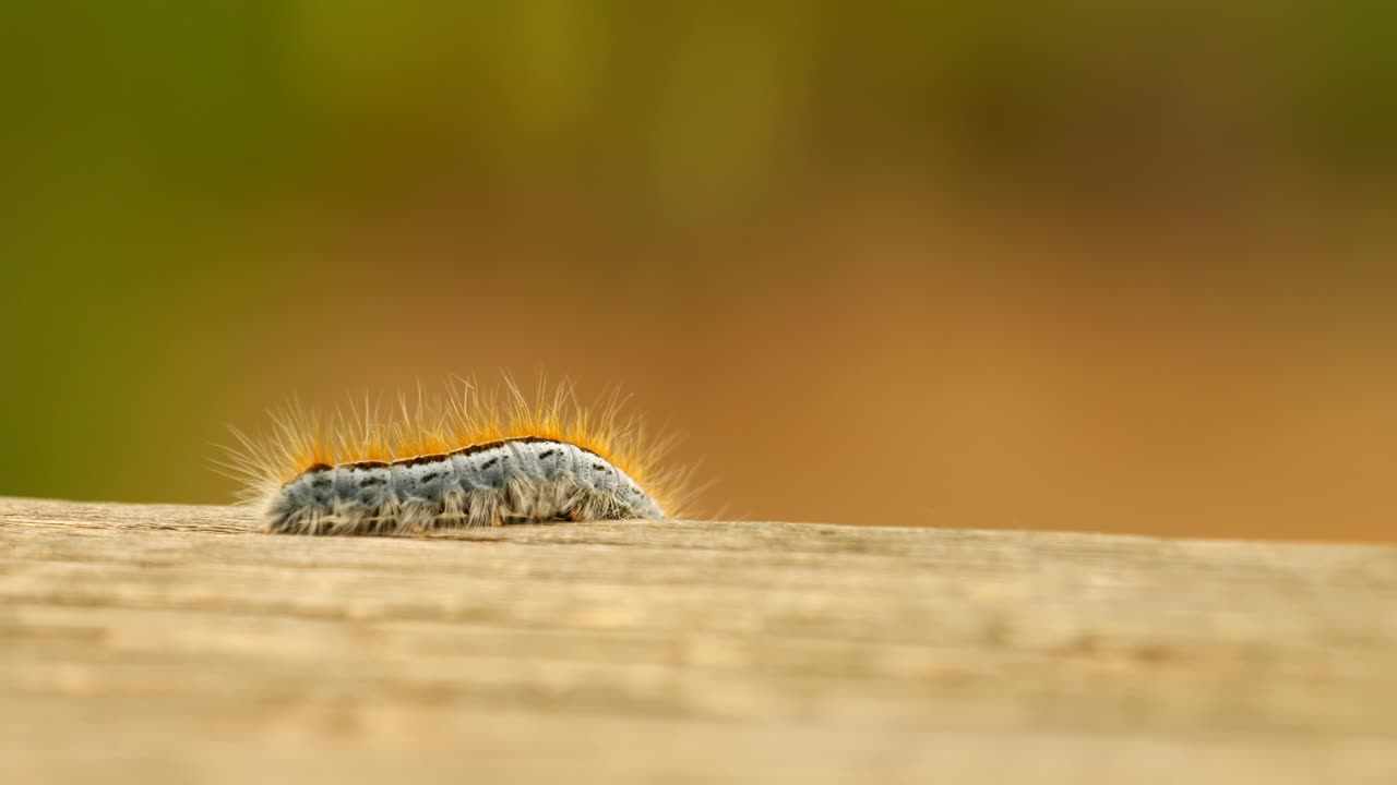 Extreme macro close up and extreme slow motion of a Western Tent Caterpillar moth walking on a wood railing