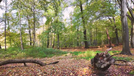 Cámara-Lenta-En-El-Bosque-De-Otoño