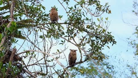 Buffy-Fish-Owl,-Ketupa-ketupu-fledgling-as-seen-from-its-back-preening-and-shaking-its-feathers-while-looking-back-as-the-mother-bird-sleeps,-Khao-Yai-National-Park,-Thailand