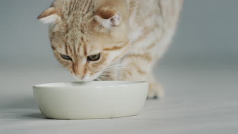 Red-cat-runs-to-his-food-bowl-and-eats-food