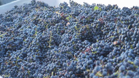 many red grapes after the grape harvest