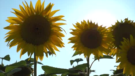 Close-up-pan-shot-of-yellow-sunflower-and-lighting-sunlight-in-background,-slow-motion
