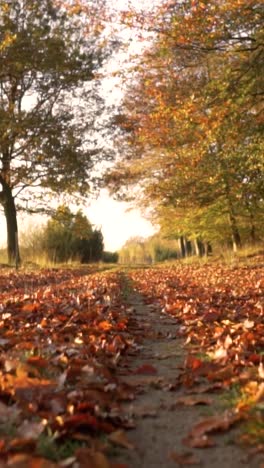 autumn path in the woods