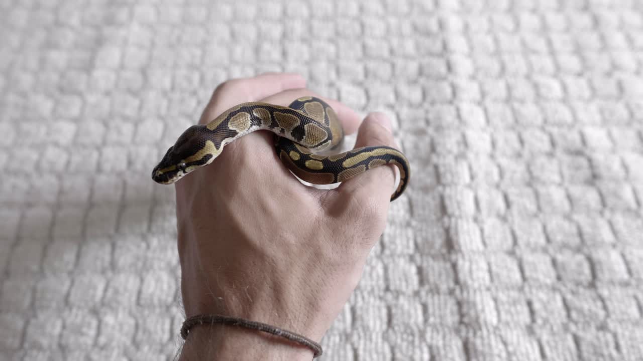 Baby phyton moving around hands