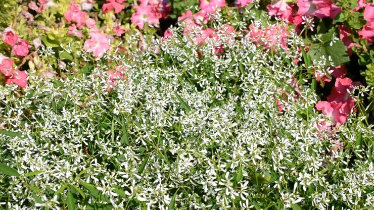 Fiori, letto, api