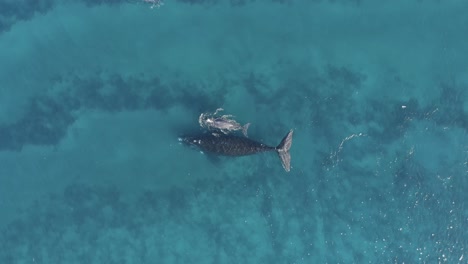 Madre-Ballena-Con-Cría-Nadando-En-El-Océano-Azul