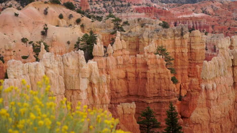 colorful hoodoo rock formations with yellow flowers in foreground at bryce canyon, utah