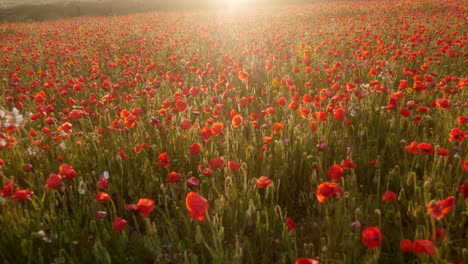 Evening-view-of-a-field-of-colourful-red-poppies-at-West-Pentire,-Cornwall