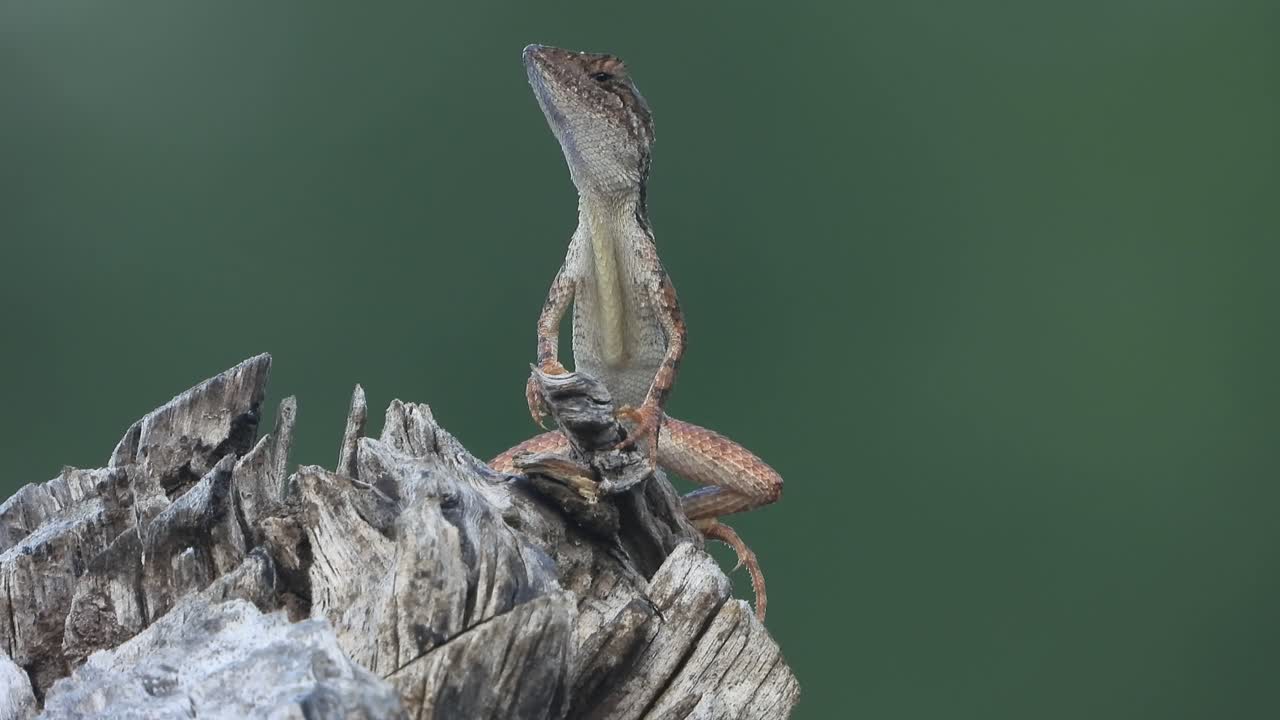 ящерица ждет молитвы