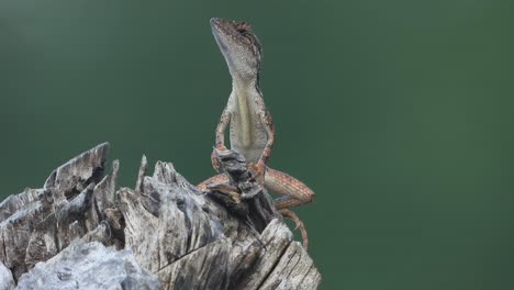 lagarto esperando orar