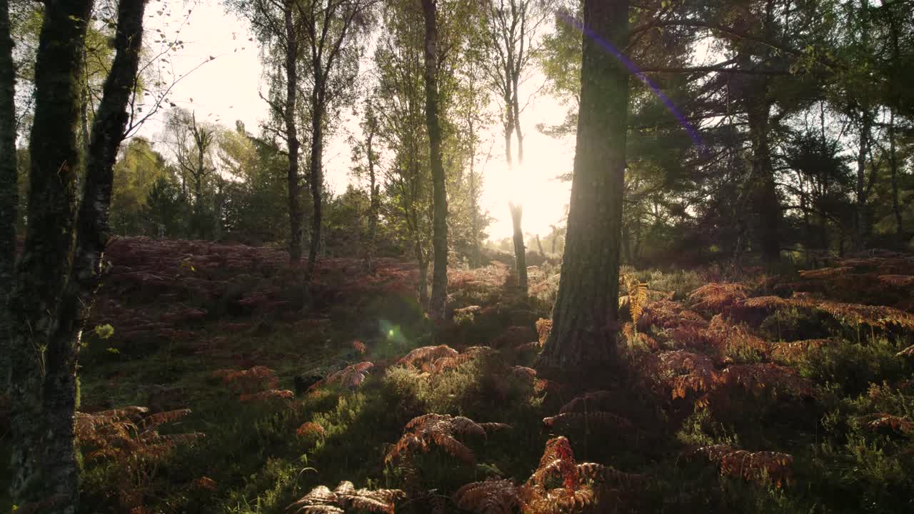 Aerial drone footage flying slowly through a forest