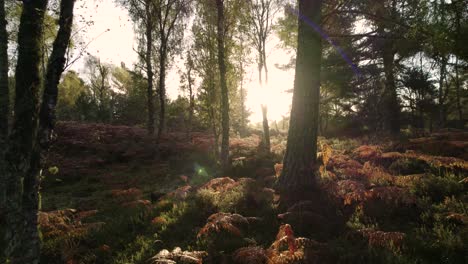 Drohnenaufnahmen-Aus-Der-Luft,-Die-Langsam-Durch-Einen-Wald-Fliegen