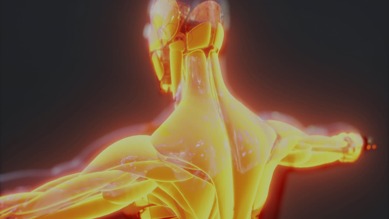 Understanding the complex anatomy of human body muscles in 3d representation