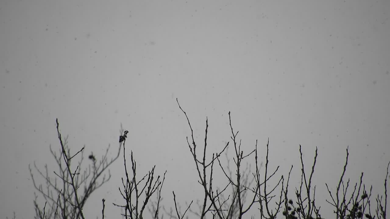 나뭇가지에 눈이 내리고 휴일에 가까운 추운 날씨