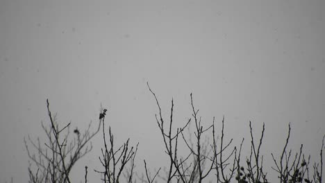 Nevando-Sobre-Ramas-De-árboles,-Clima-Frío-Cerca-De-Las-Vacaciones