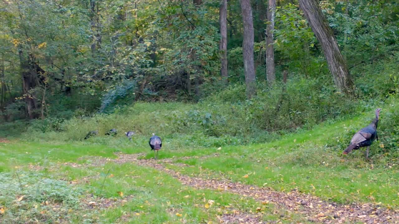 야생 칠면조 5마리가 초가을에 미국 중서부 숲 속의 개간지에서 씨앗과 곤충을 찾아다닙니다.