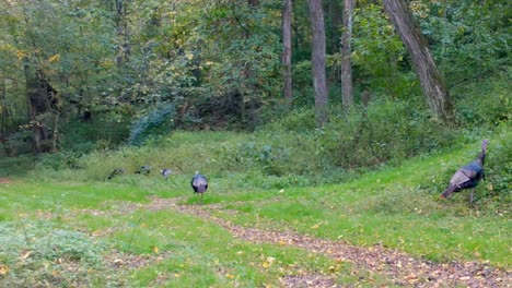 five wild turkeys forage for seeds and insects in a clearing in the woods in the american midwest in early autumn