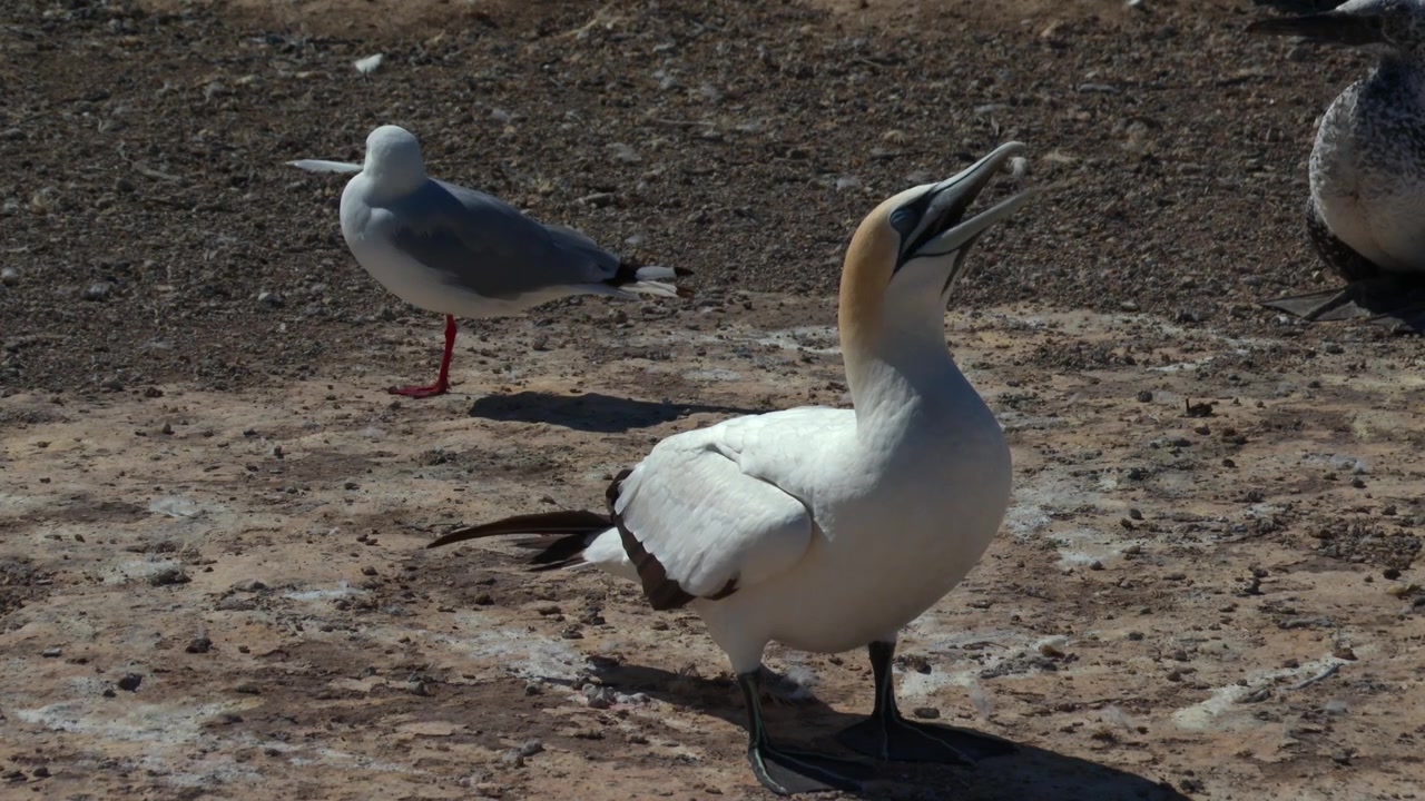 Sula australiana che chiama e si esibisce in una colonia a Cape Kidnappers, Nuova Zelanda.