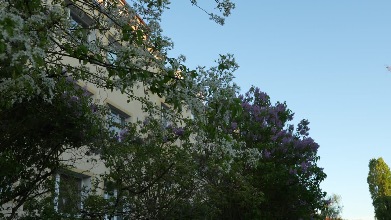 Beautiful white flowers blooming on a tree next to a residential building in a quiet neighborhood at sunset. Subtle camera movement and leaves in the wind.