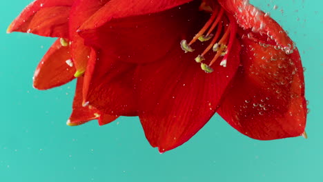 red amaryllis flower underwater with bubbles