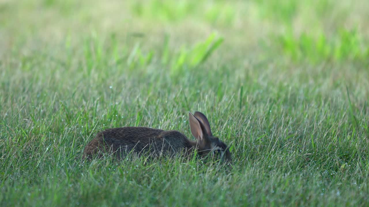 un conejo de cola de algodón pastando en la hierba verde corta del césped