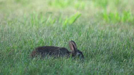 un conejo de cola de algodón pastando en la hierba verde corta del césped