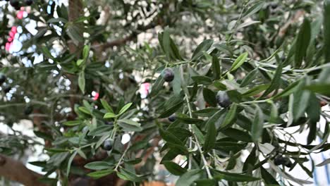 Künstlicher-Realistischer-Olivenbaum,-Pflanze-Mit-Oliven-Darauf