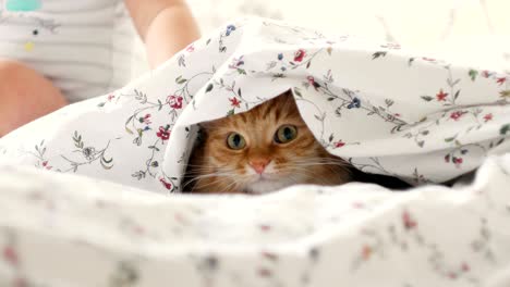 cute ginger cat lying in bed, hiding from baby boy. men raises the blanket and all family strokes fluffy pet