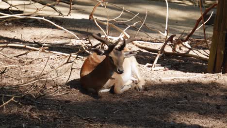 european fallow deer lies on the ground, basking in the sunlight