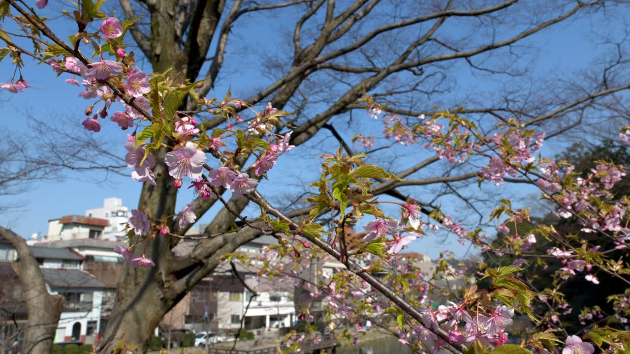 Fiori di ciliegio rosa ondeggiano dolcemente sui rami degli alberi sotto un cielo primaverile limpido e azzurro
