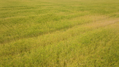 Campos-De-Trigo-Dorados-Que-Se-Balancean-En-Un-Día-De-Brisa