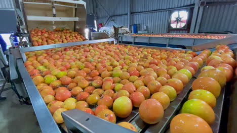 mandarin pack house in hoedspruit, limpopo province, south africa