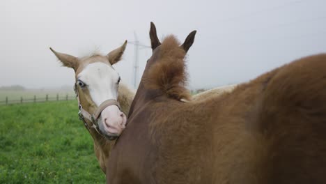 Two-horses-on-pasture-cleaning-one-another