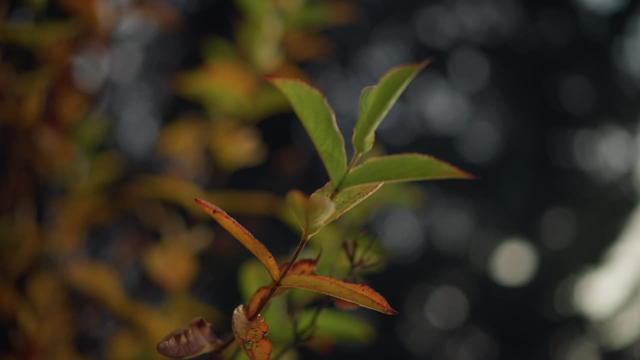 primer plano de hojas de otoño verdes y doradas vibrantes balanceándose suavemente en el viento, iluminadas por la suave luz del sol, una escena de naturaleza serena y pacífica con un fondo borroso