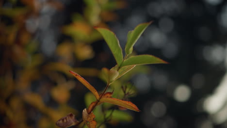 primer plano de hojas de otoño verdes y doradas vibrantes balanceándose suavemente en el viento, iluminadas por la suave luz del sol, una escena de naturaleza serena y pacífica con un fondo borroso