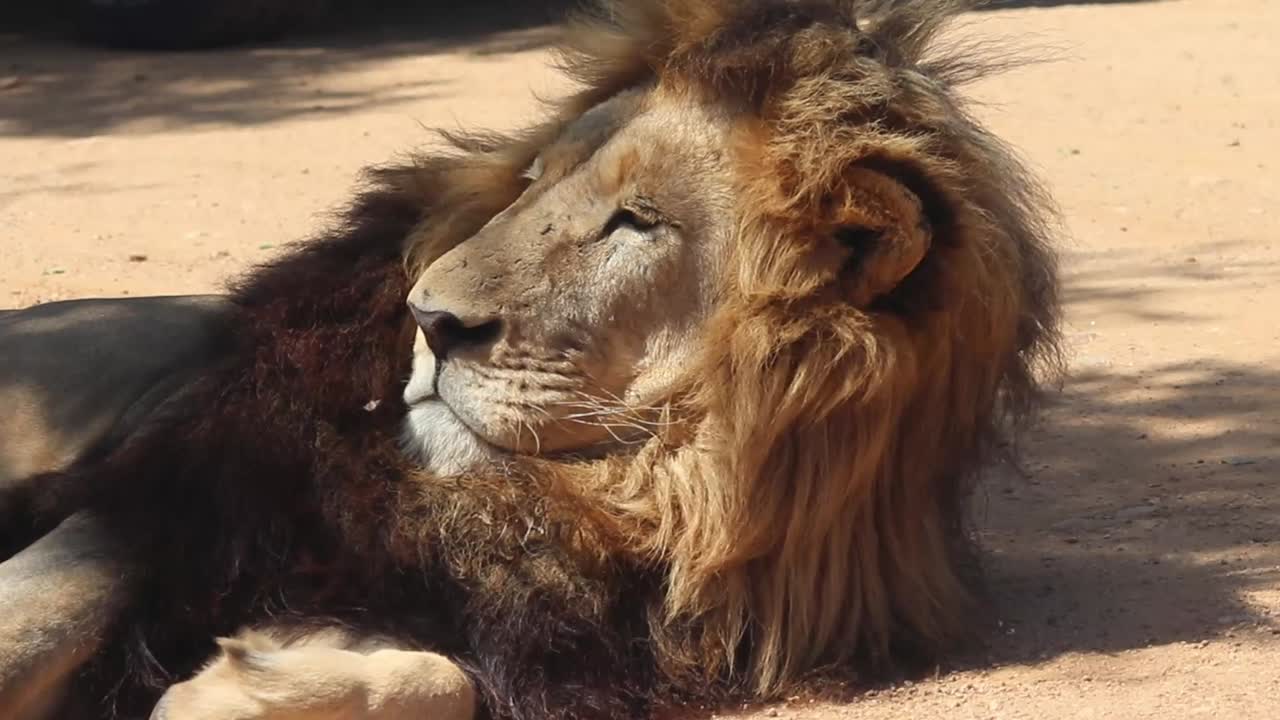 a African Lion sitting up after a nap.