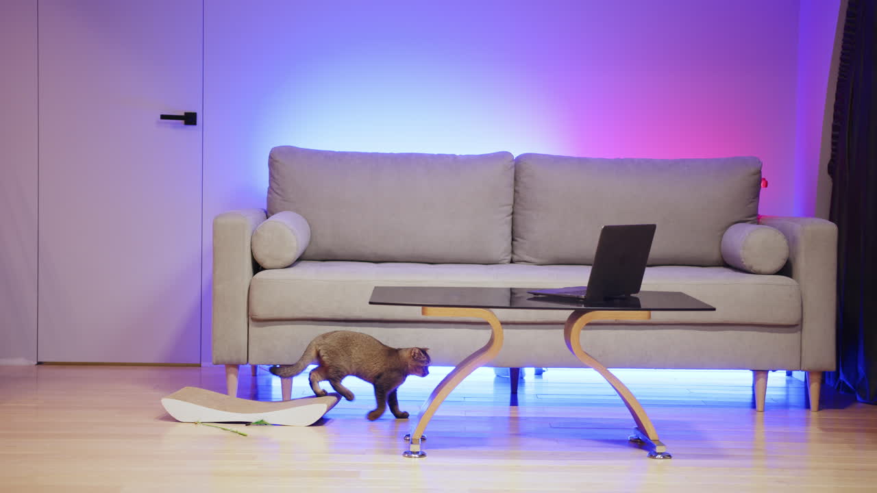 현대적인 거실에서 놀고 있는 고양이