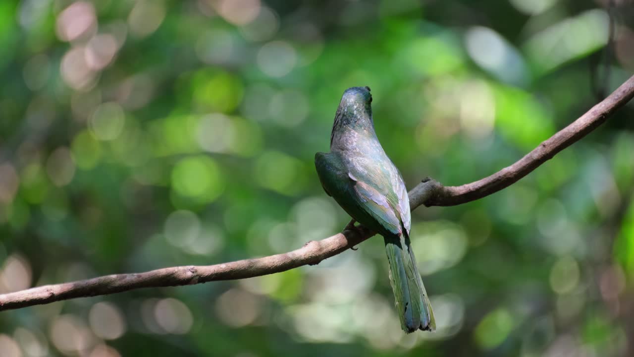 el pico parcialmente abierto mientras mira a su alrededor, un apicultor de barba azul nyctyornis athertoni está posado en una pequeña rama dentro de un bosque en tailandia