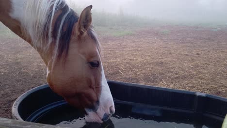 Paint-quarter-horse-drinking-water-from-bowl-in-local-farm,-close-up-view