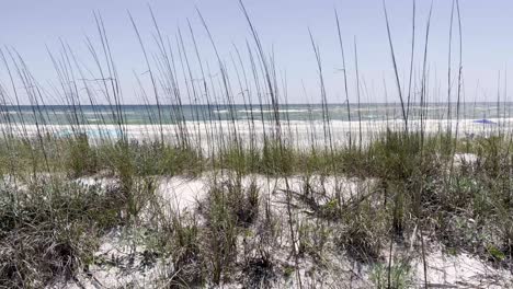 sea oats deer lake beach florida