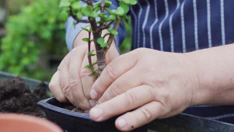 manos de un jardinero caucásico plantando un árbol bonsai en el centro del jardín