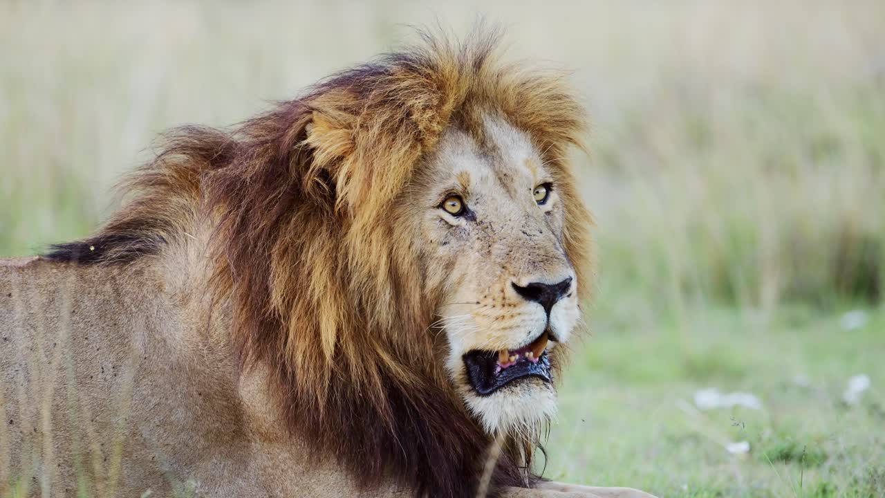 vida silvestre africana de león macho de cerca retrato en la reserva nacional de masai mara, vida silvestre africana en kenia, áfrica, hermoso animal de safari en masai mara, hermoso impresionante animal de los cinco grandes